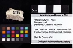 Foto (Objket + Etiketten) von Decapoda indet. 